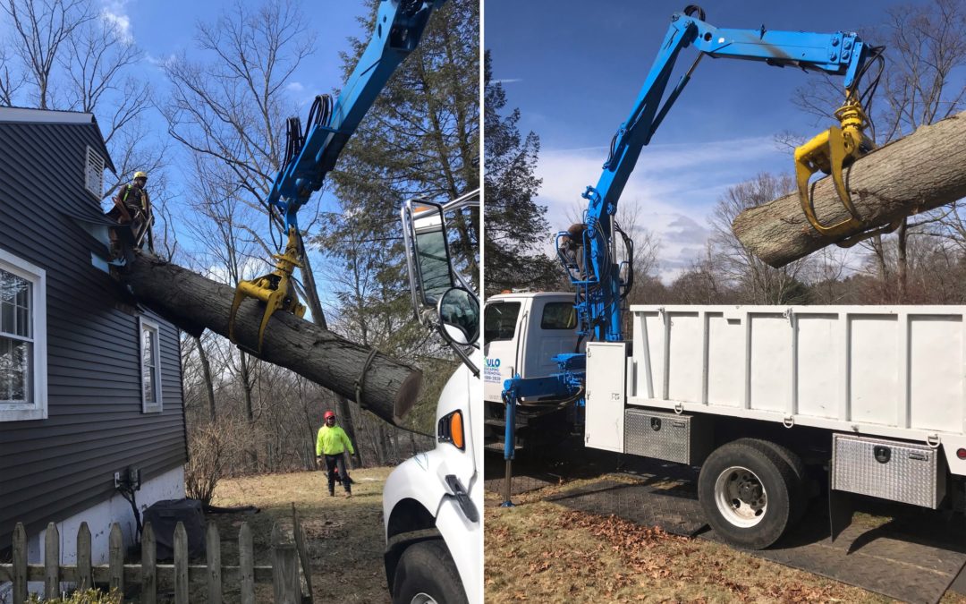 New Haven, CT – Large Tree Removal & Stump Grinding Services