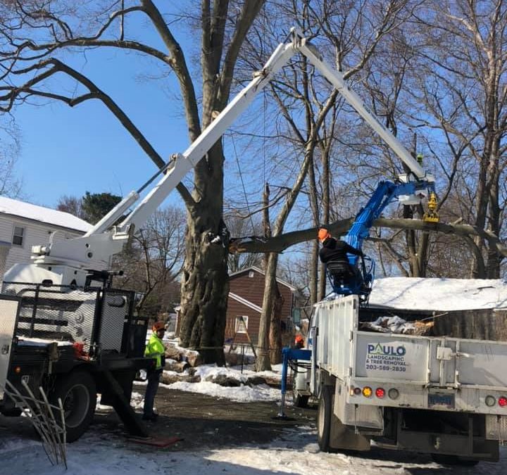 West Haven, CT | Tree Removal | Tree Cutting & Pruning | Stump Grinding