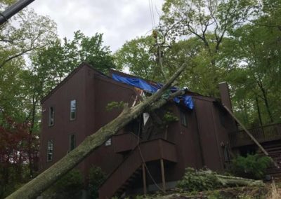 Emergency Tree Removal in Woodbridge, CT