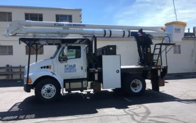 Large Tree Removal and Stump Grinding Contractors in West Haven, CT