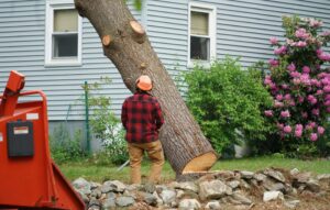 Tree Removal Contractor in West Haven, CT