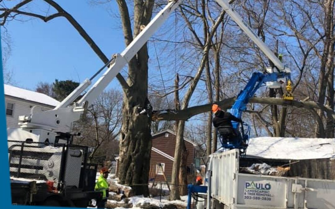 Emergency Storm Damage Tree Removal | Orange, CT