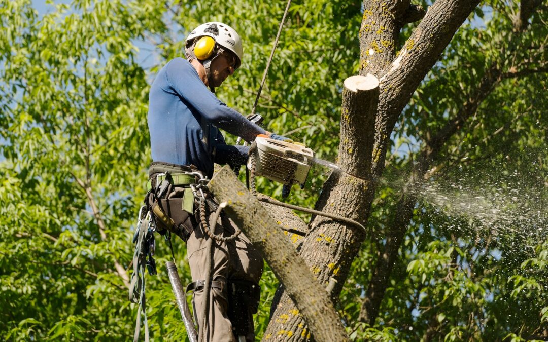 Woodbridge, CT | Emergency Tree Removal Company | Tree Cutting Service Near Me