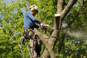 Best Tree Removal Company in Woodbridge, CT