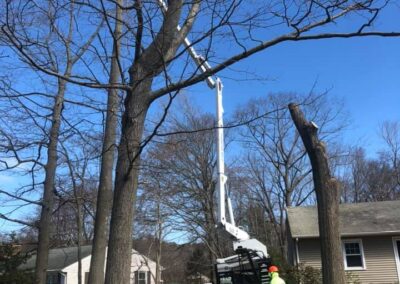 Tree Removal Project in Bridgeport, CT