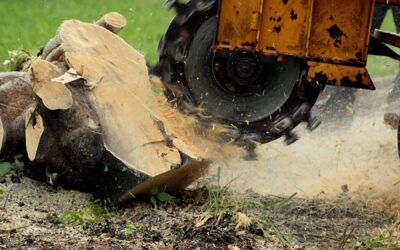 Milford, CT | Best Stump Grinding & Removal Contractor