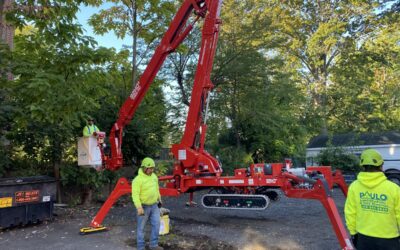 Milford, CT | Best Tree Removal Service Near Me