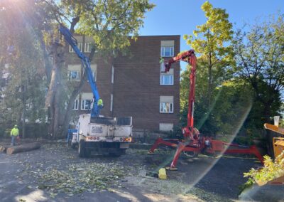 Tree Removal Service in Orange, CT