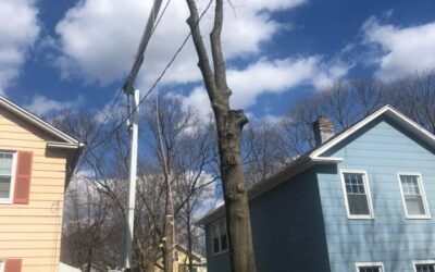 Storm Damage Emergency Tree Removal Services | West Haven, CT