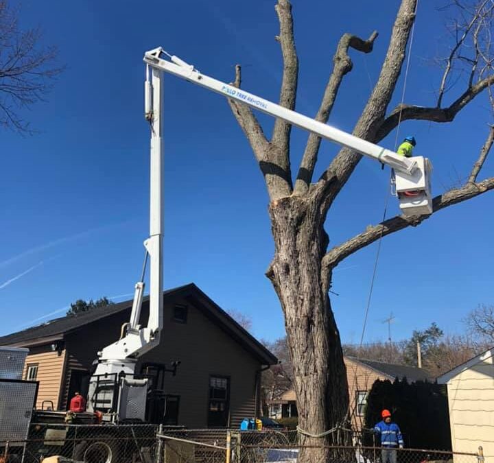 Commercial Tree Removal | Property Maintenance | Orange, CT