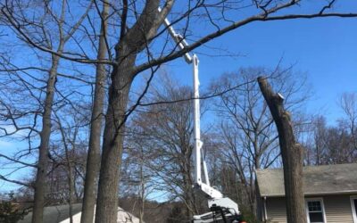 Storm Damage Emergency Tree Removal Services | East Haven, CT