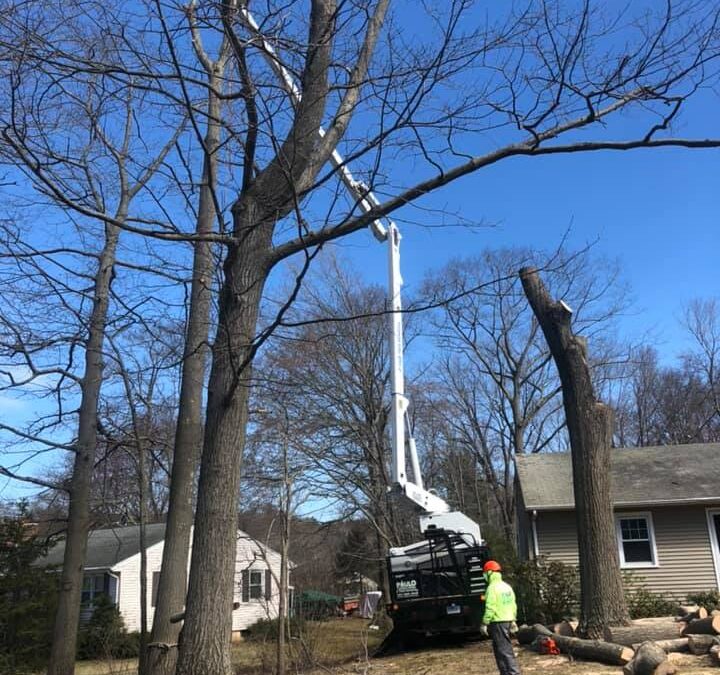 Storm Damage Emergency Tree Removal Services | East Haven, CT