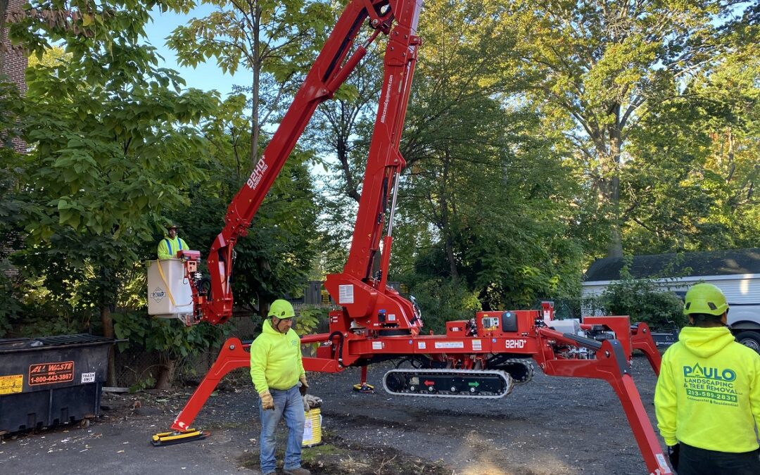 New Haven, CT | Tree Removal | Tree Cutting & Pruning | Stump Grinding