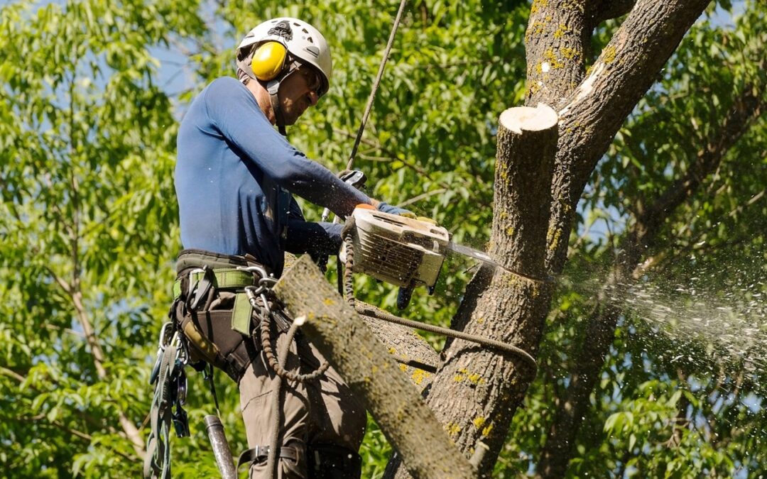 Tree Maintenance Tips to Prevent Property Damage in Orange, CT