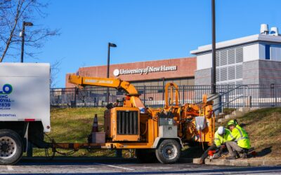 Commercial Property Landscape Maintenance Company in Shelton, CT