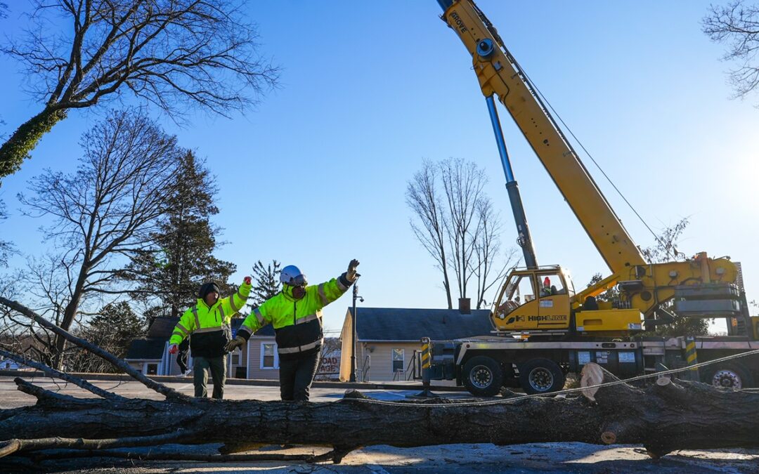 Emergency Tree Service & Storm Damage Cleanup in Woodbridge, CT