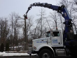 Paulo Landscaping and Tree Service in Orange, CT