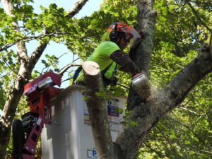 Paulo Landscaping and Tree Service in Orange, CT