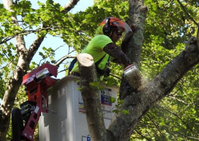 Paulo Landscaping and Tree Service in Orange, CT