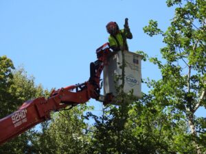 Paulo Landscaping and Tree Service in Orange, CT
