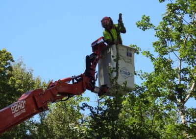 Paulo Landscaping and Tree Service in Orange, CT