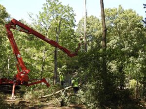 Paulo Landscaping and Tree Service in Orange, CT