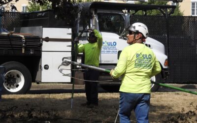 Commercial Tree Trimming & Removal Services in North Haven, CT