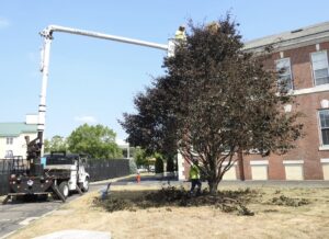 Commercial Tree Trimming & Removal Services in Milford, CT