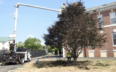 Commercial Tree Trimming & Removal Services in Milford, CT