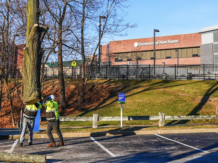 commercial-tree-removal Commercial Tree Removal UNH Job