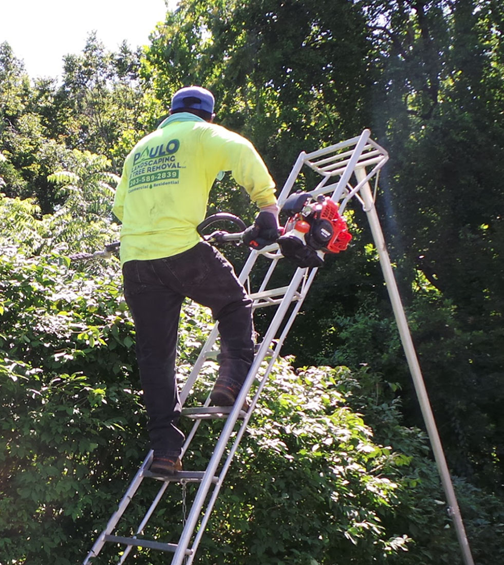 tree trimming on ladder