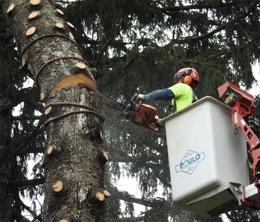 cutting-tree-in-bucket Cutting tree in bucket truck