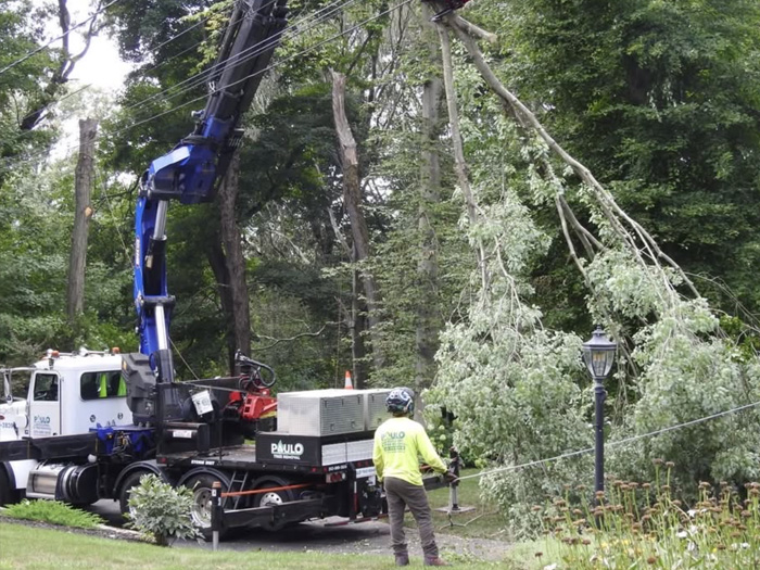 emergency-tree-removal emergency-tree-removal