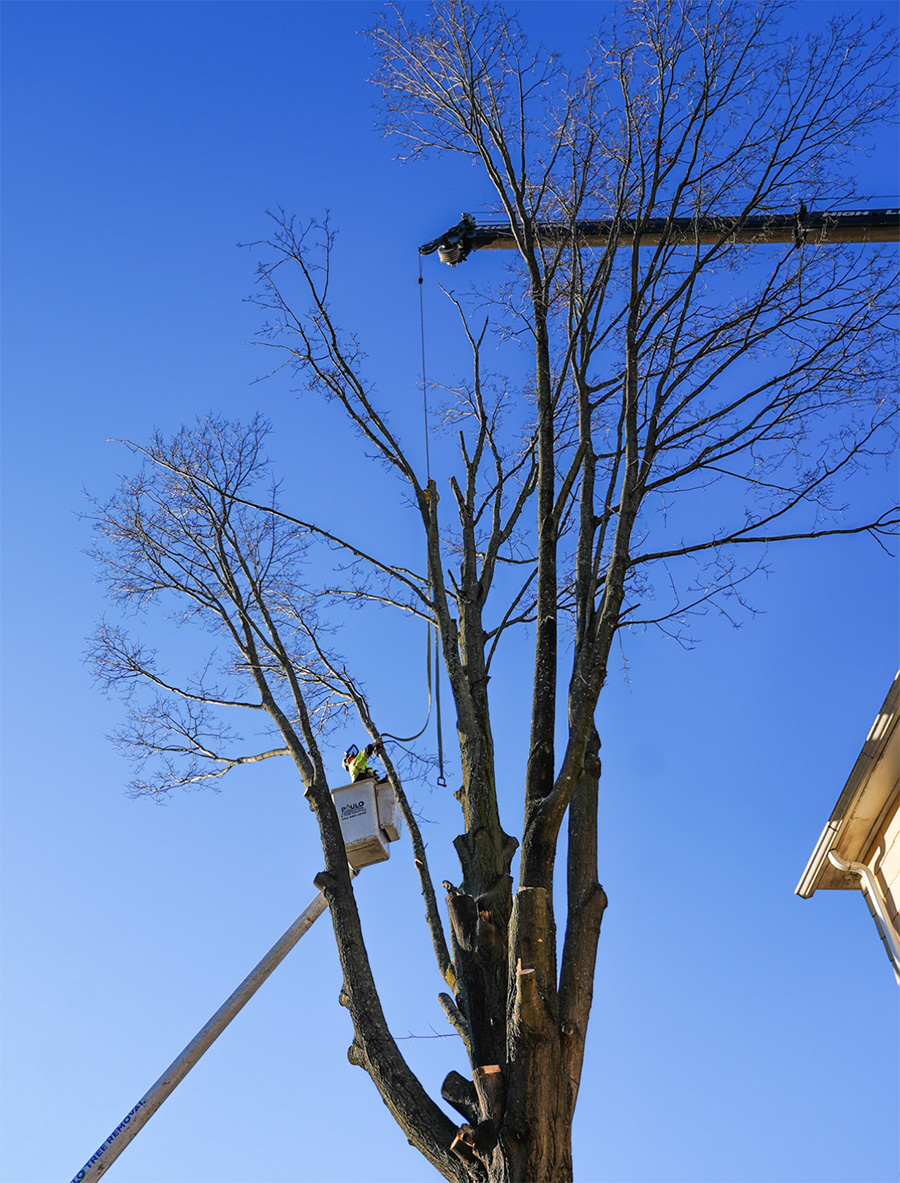 large-tree-removal large-tree-removal