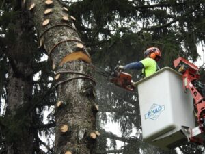 Commercial Tree Removal Company in Orange, CT by Paulo Landscaping and Tree Service