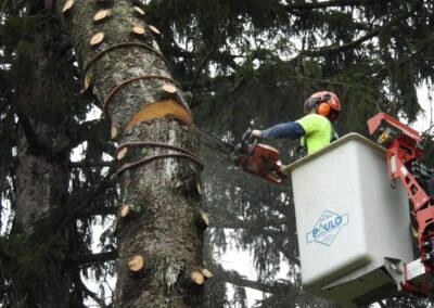 Commercial Tree Removal Company in Orange, CT by Paulo Landscaping and Tree Service