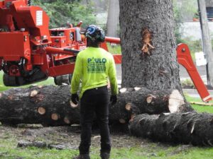 Commercial Tree Removal Company in Orange, CT by Paulo Landscaping and Tree Service