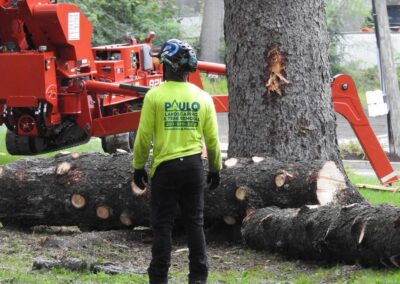 Commercial Tree Removal Company in Orange, CT by Paulo Landscaping and Tree Service