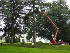 Commercial Tree Removal Company in Orange, CT by Paulo Landscaping and Tree Service