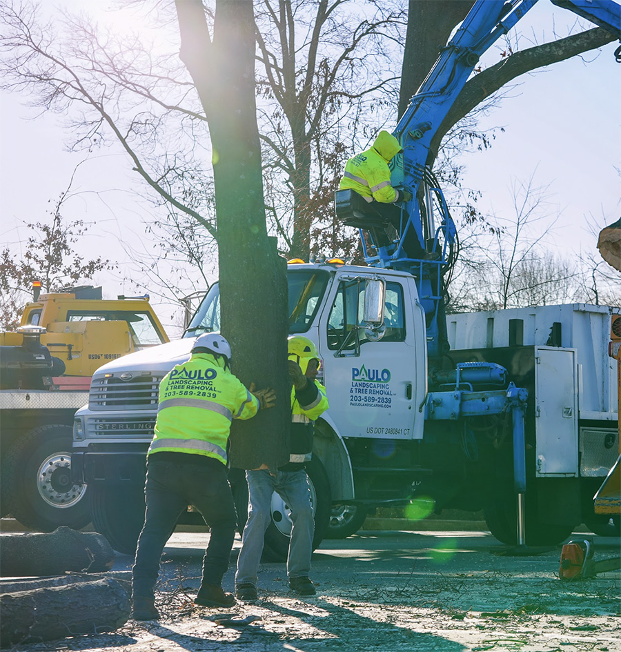 removing-a-tree Moving Large Tree Limb