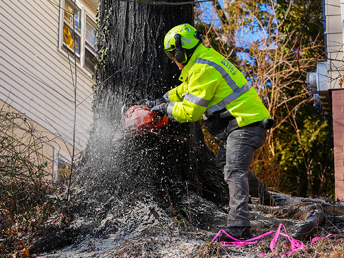 residential-tree-removal Residential Tree Removal