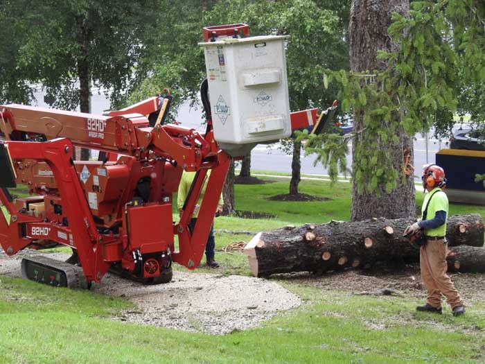 commercial-tree-removing commercial-tree-removing