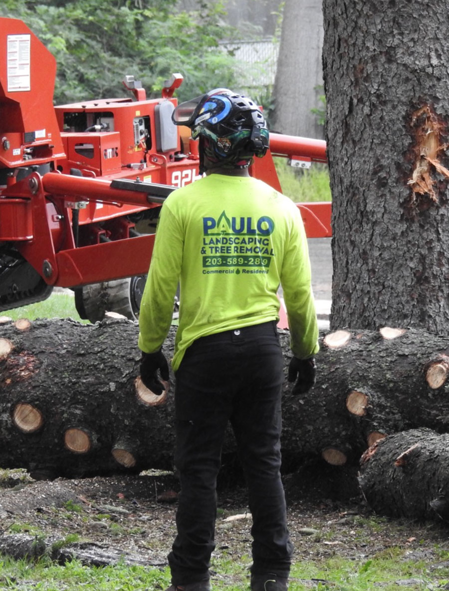 emergency-tree-removal-spider-lift emergency-tree-removal-spider-lift