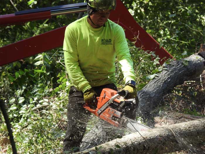 emergency-tree-removal emergency-tree-removal