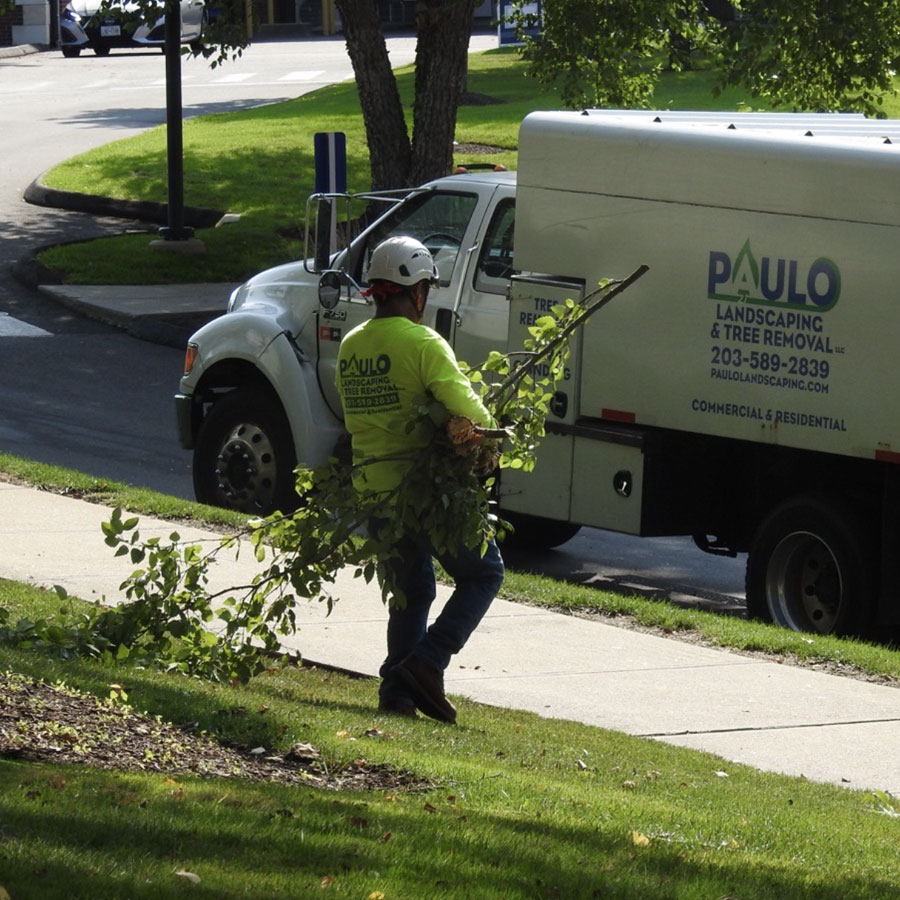 residential-tree-clean-up