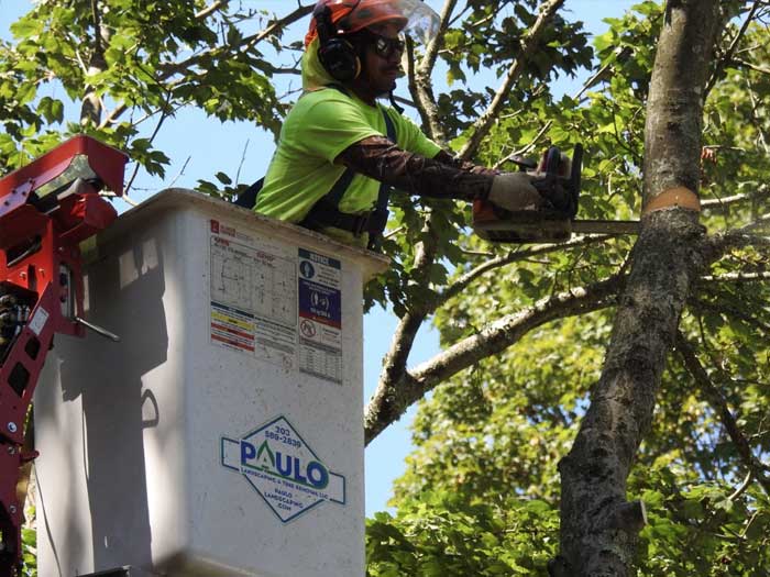 residential-tree-removal residential-tree-removal