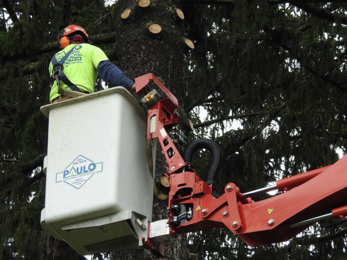 tree-removal-bucket emergency tree removal in crane