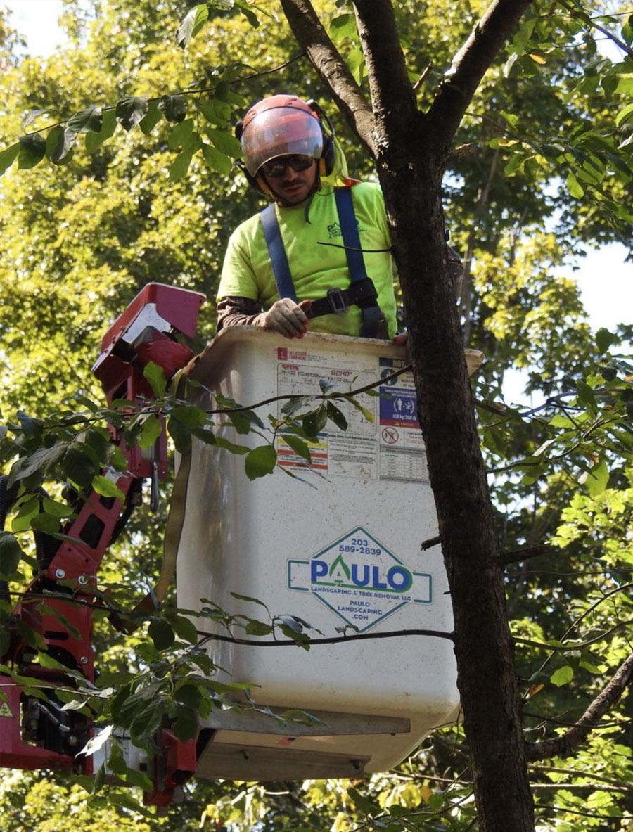Storm Cleanup & Debris Removal CT | Paulo's Tree Removal