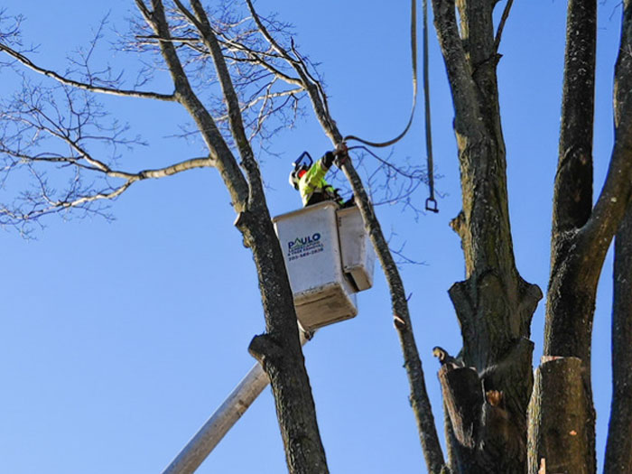 tree-trimming-new-haven tree trimming in crane