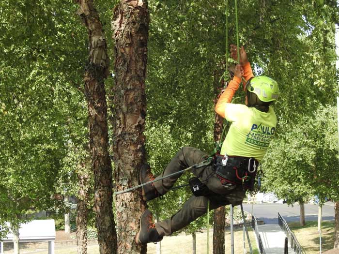 tree-trimming tree-trimming